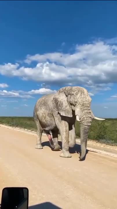 Rare Albino Elephant Walks The Streets