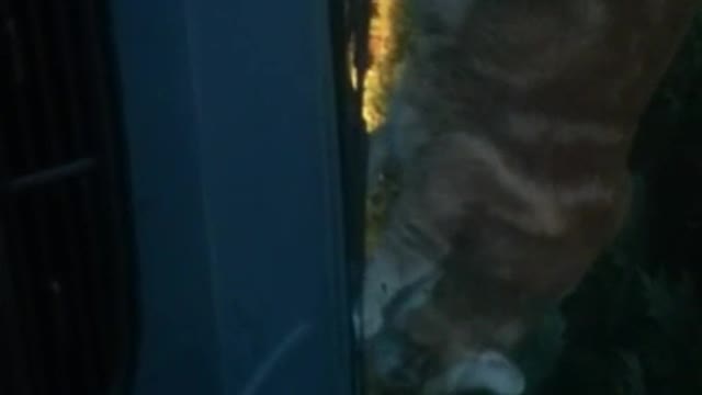 Music orange cat climbing on top of car