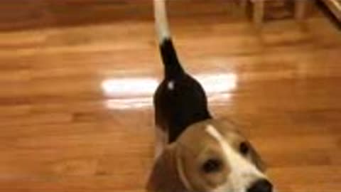 The obedient beagle dog.