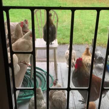 Shelter from the rain - backyard chickens