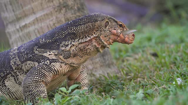 Komodo dragen eating fish