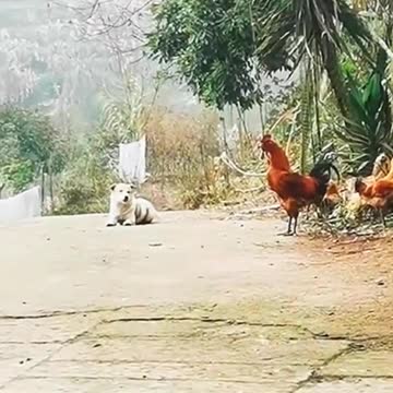 Dog Sound Like Rooster