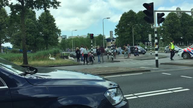 Police Escorts a Family of Swans