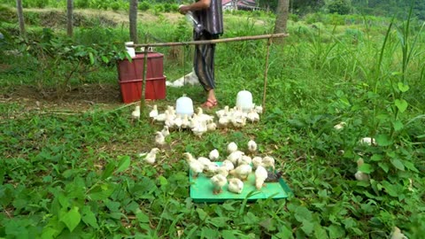 Raise organic chickens make a bamboo bridge