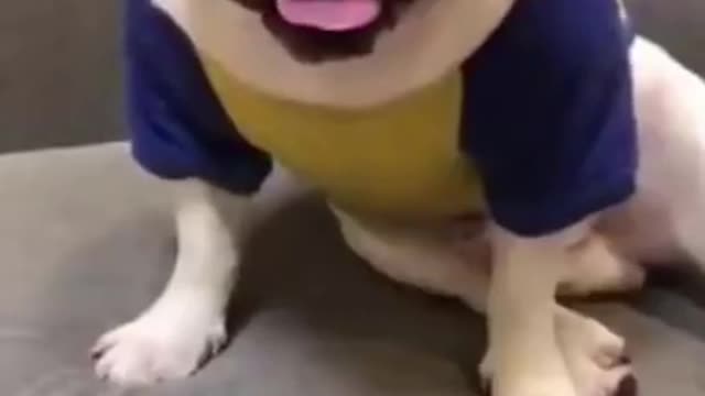 TRY TO NOT LAUGHTER Cat and Dog Funny videoS