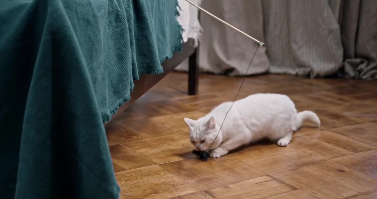 Kids Playing Catch The Bait With Their Cat