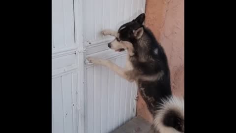 Smart husky open the door