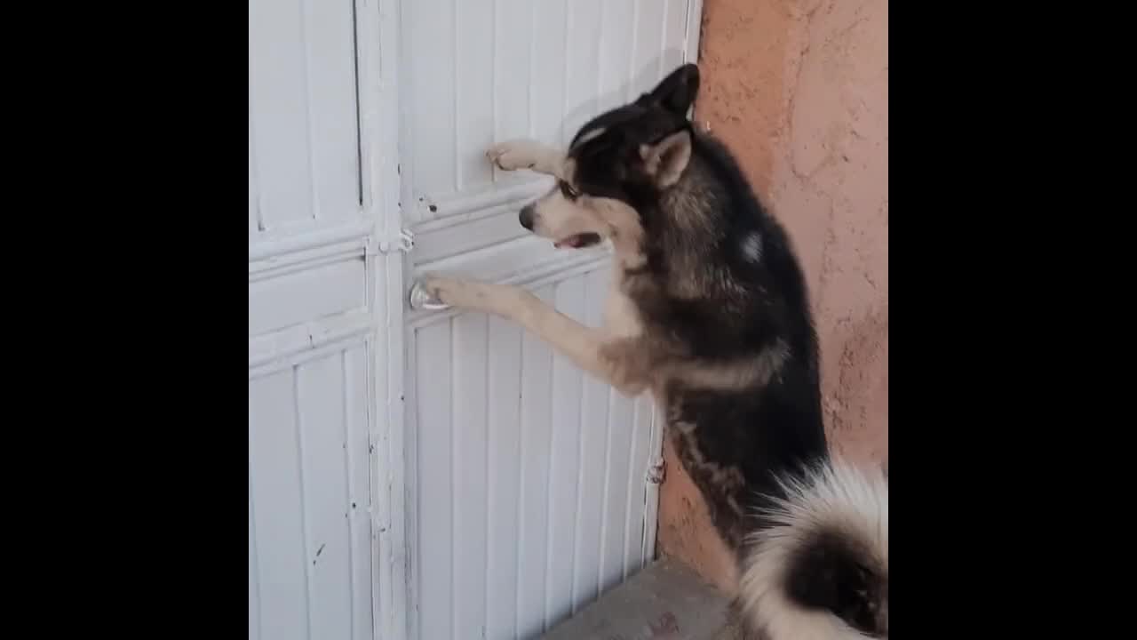 Smart husky open the door