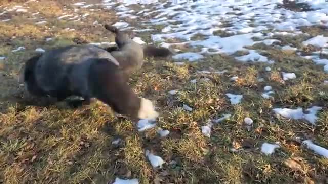 Silver foxes roll around gleefully (Vixie fox and Serafina fox)
