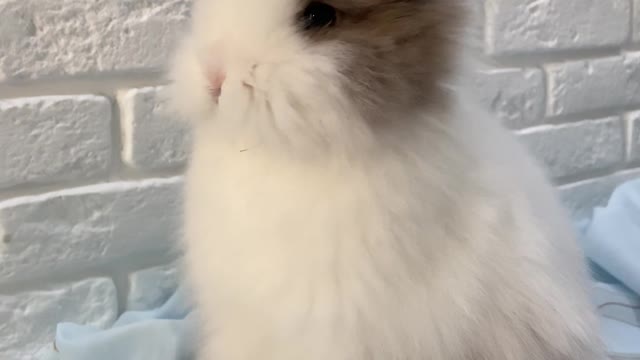 /a-young-rabbit-eating-an-indoor-plant