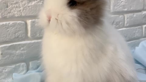 /a-young-rabbit-eating-an-indoor-plant