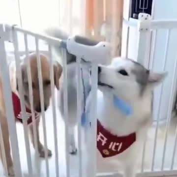 PETS NEVER LIE ABOUT LOVE-38 #shorts