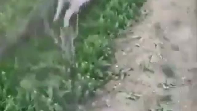 Sheep gets stuck in trench, jumps back in