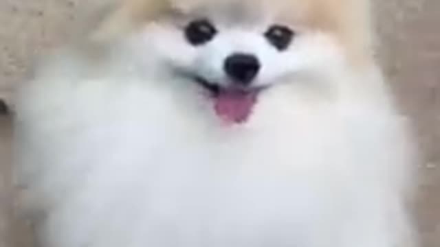 Cute puppy