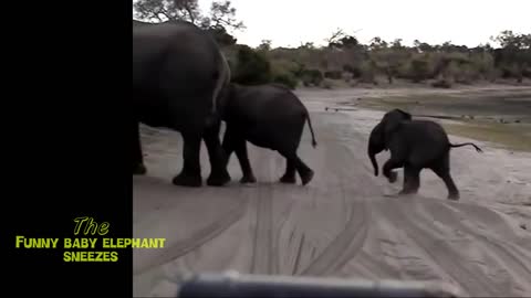 Baby elephant funny video amazing funny video