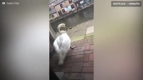 Cisne irrita estudante em universidade!