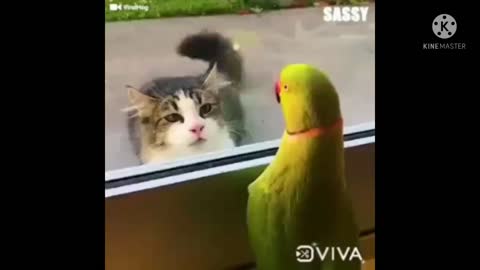 Cat and parrot video