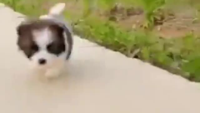 Cute puppy video