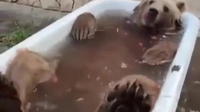 Bear Enjoying in bathtub 😁