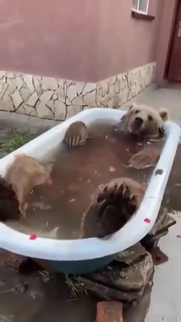 Bear Enjoying in bathtub 😁