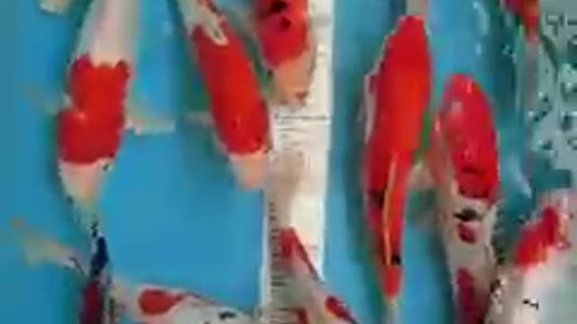 Sanke koi fish