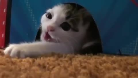 Cat funny viedo
