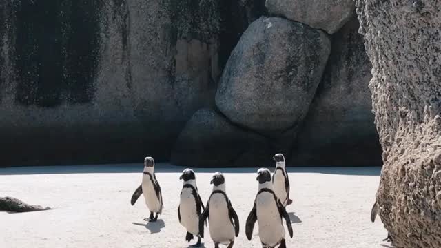 Penguins day out- part 1