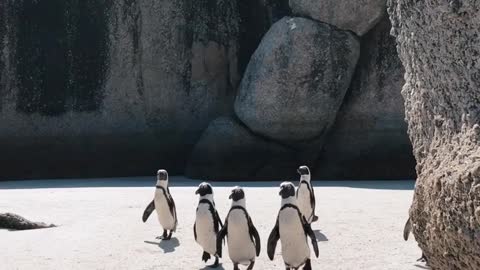 Penguins day out- part 1