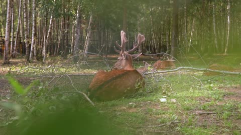 a group of cute deer lying in front of forest