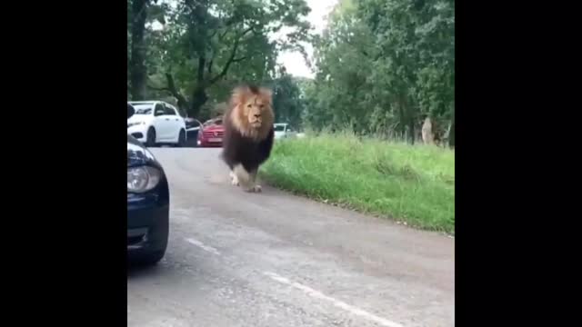 Lion King of Jungle | Amazon lion | Animals Viral Video Of animals