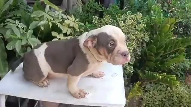 Training A Cute Bully to Listen