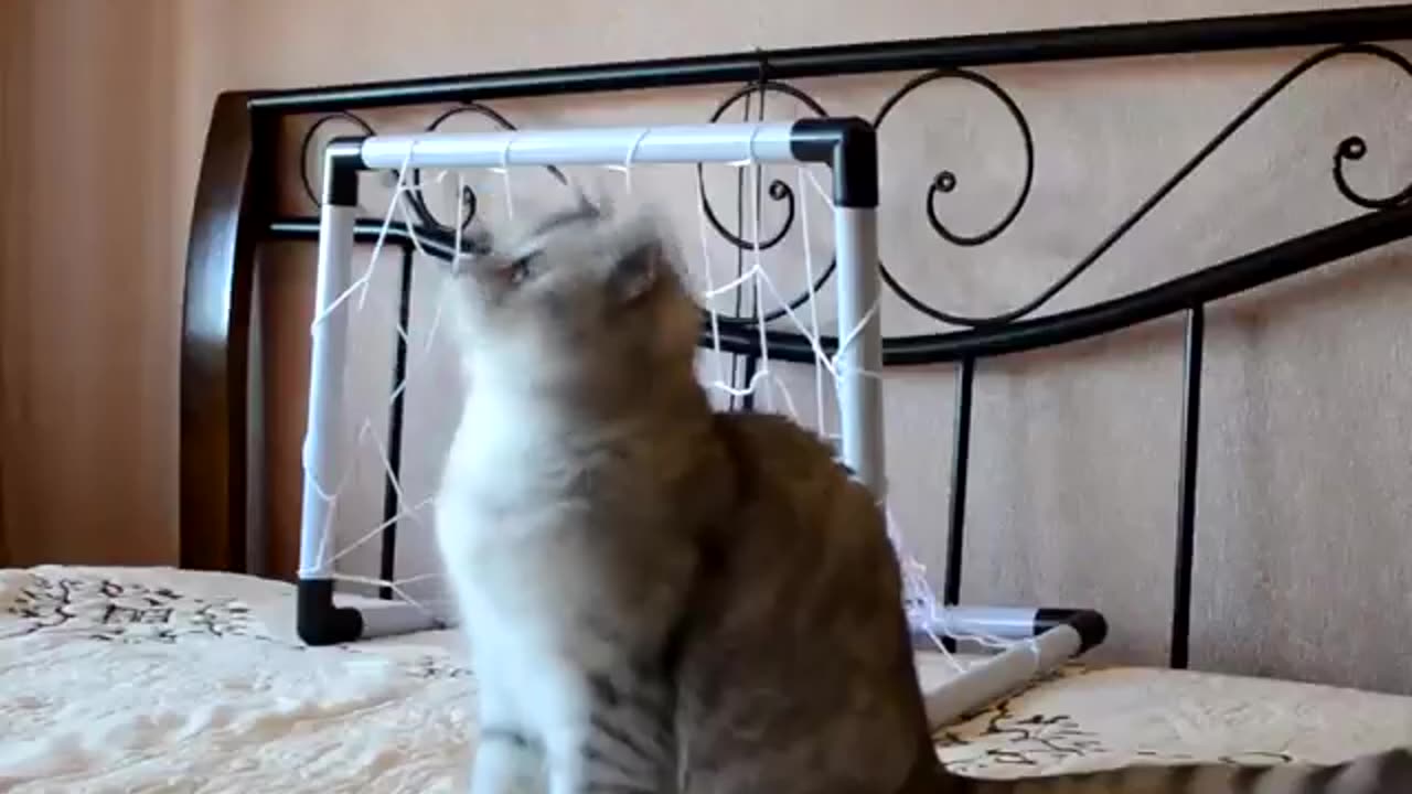 31 Cute Cats | Funny Cat Video