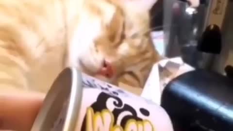 Funny and Cute Cats Videos #139 │ Gadis Sekarwangi