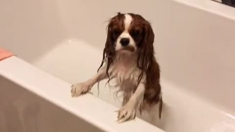 "Mom, why does bath time make you sad?"