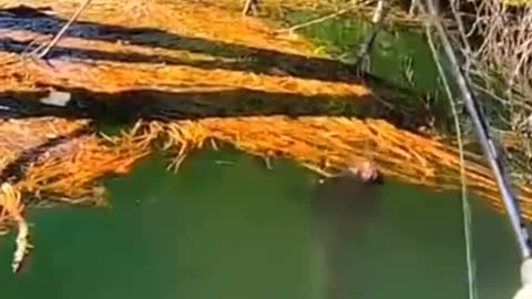 webapp=v1&q=fishing&t