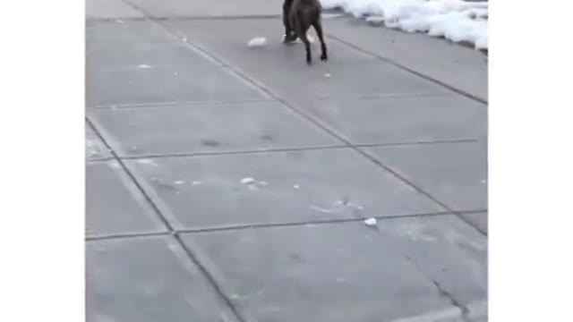That ice making the dog go crazy 😂😂😂 OferVall