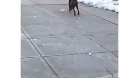 That ice making the dog go crazy 😂😂😂 OferVall
