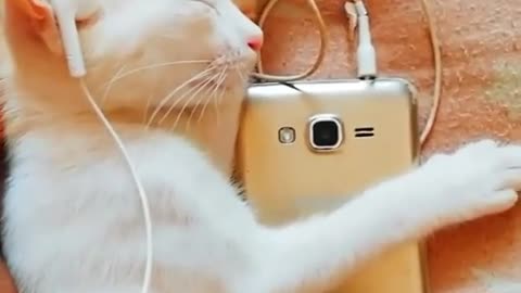 Cut cat what's app status video 😁😁🤣🥰🤩🥰😃