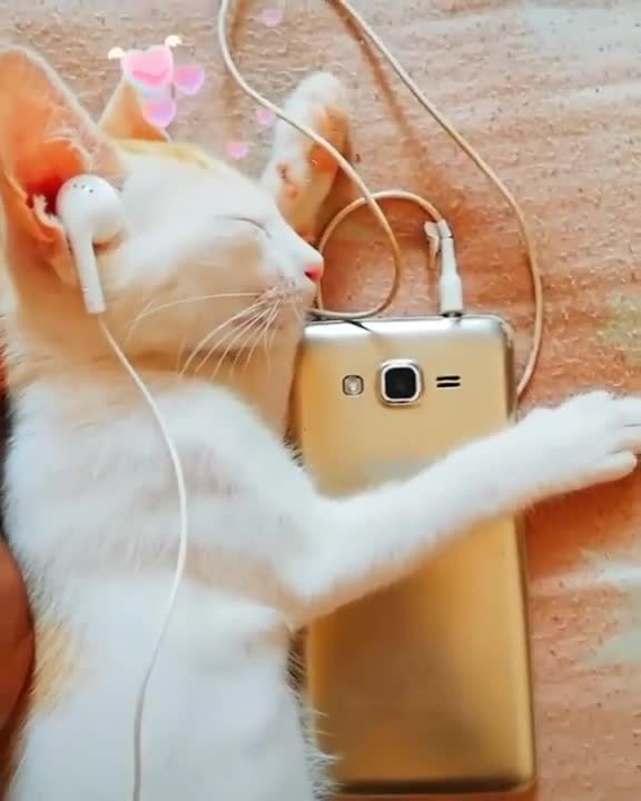 Cut cat what's app status video 😁😁🤣🥰🤩🥰😃