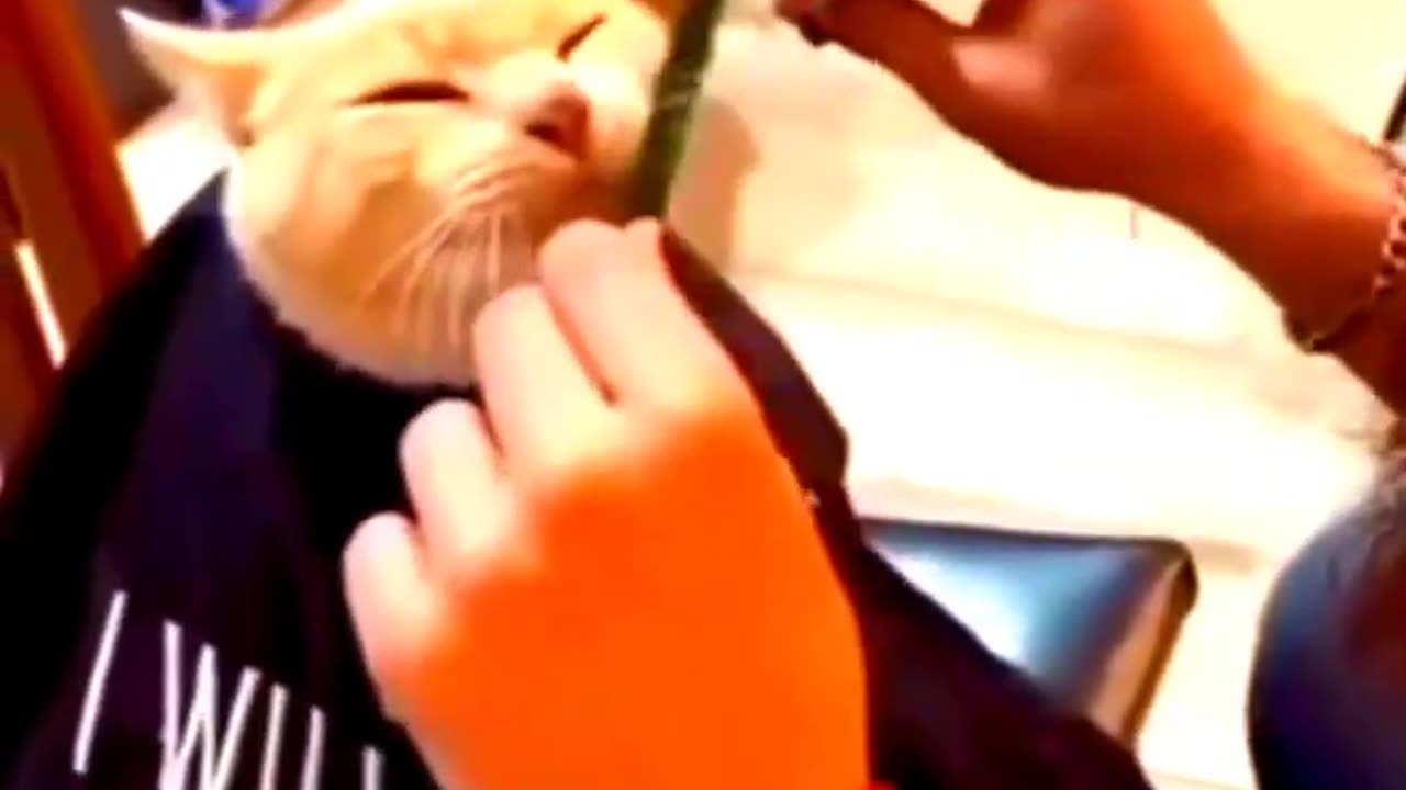 Man animals funny vedio 332