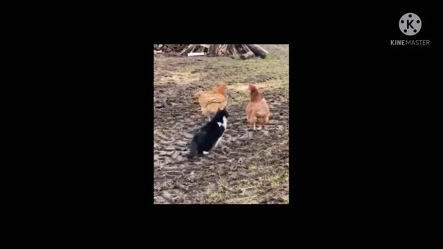 Cat attack chicken