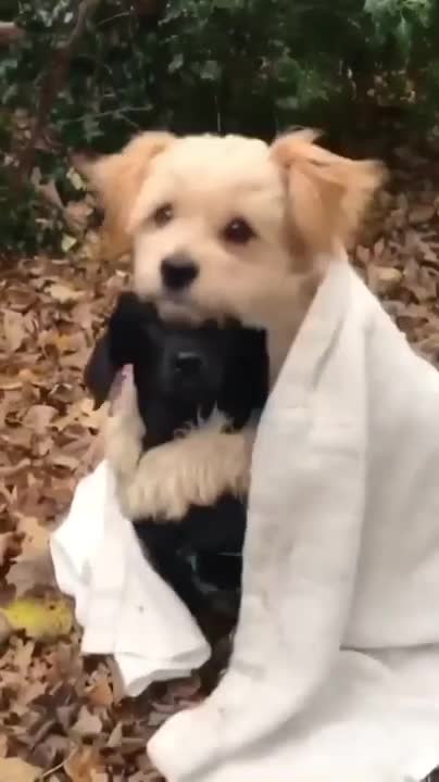 Funniest & Cutest Golden Retriever Puppies Funny Puppy Videos 2022