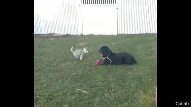 A little puppy 🐶 very funny