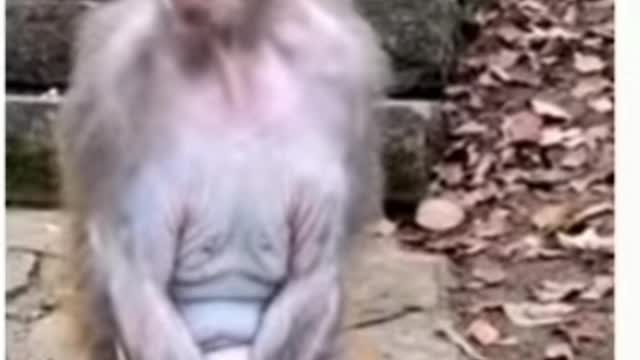 Monkey minding