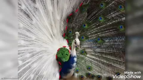 Animals knowledge