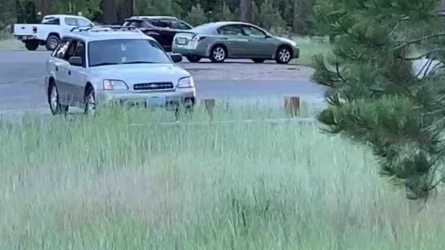 Bear Squeezes Through Car Window to Steal a Snack