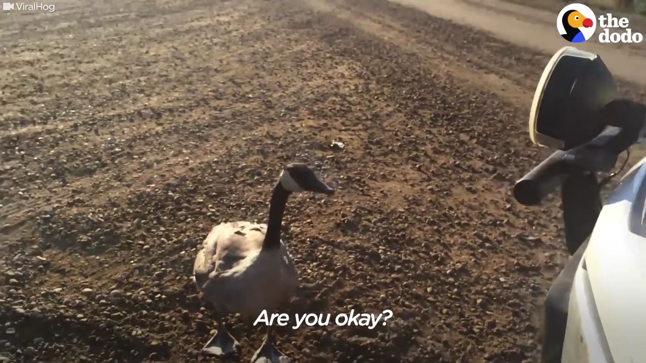 Lost Goose Follows Man Back To Lake | The Dodo