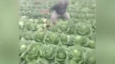 Viral Farmers go berserk #viral