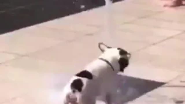 Dog playing with water