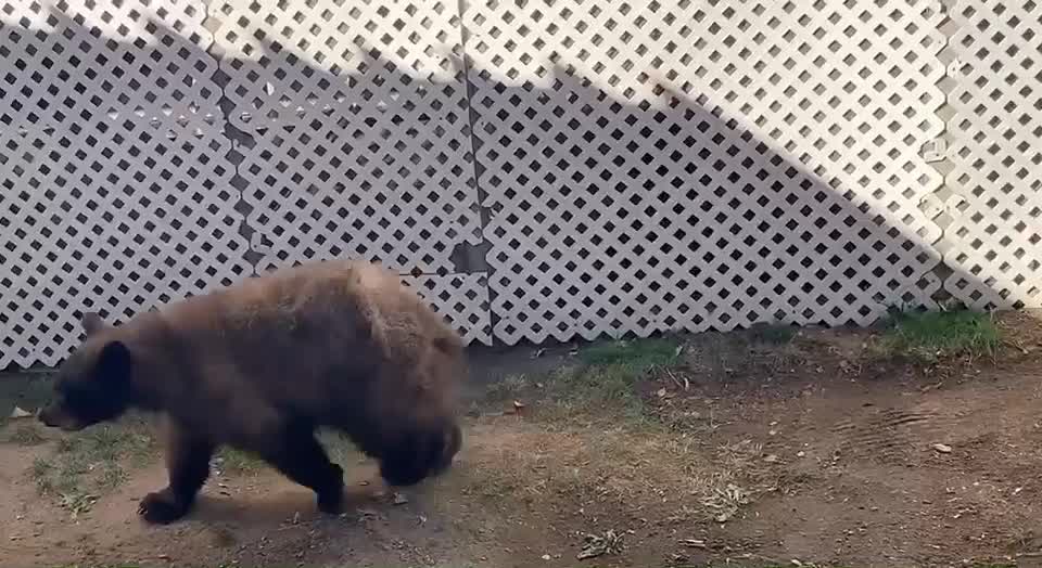 Pair of Bears Play at the Pool